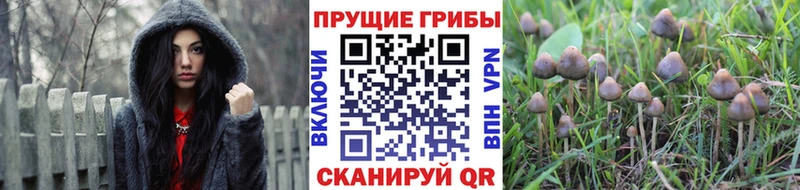 Псилоцибиновые грибы Psilocybine cubensis  Асбест 